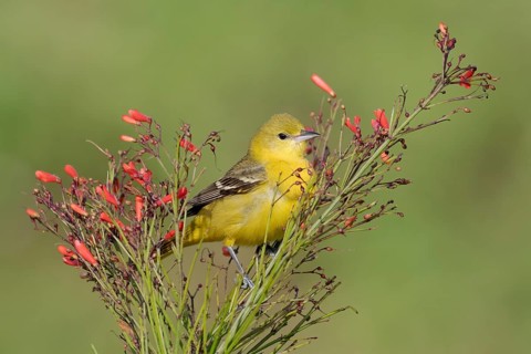 Orchard Oriole (Icterus spurius) female, Texas, USA