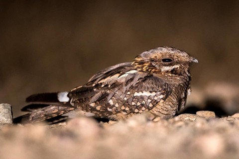Red-necked Nightjar (Caprimulgus ruficollis) on ground, Andalusia, Spain