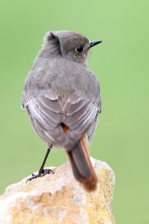 Black Redstart (Phoenicurus ochruros) female, Baden-Wuerttemberg, Germany