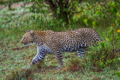 Leopard (Panthera pardus), South Africa