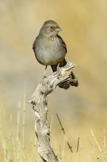 California Towhee (Melozone crissalis), California, USA