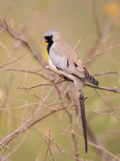 Namaqua Dove (Oena capensis) male, Uganda