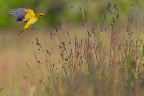 Oriole, (Eurasian Golden Oriole), on perch, animals, birds, approach, flight photo, New Tower Hide,