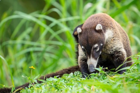 Daytime White-nosed Coati (Nasua narica) foraging in lush green grass and searching for food. San