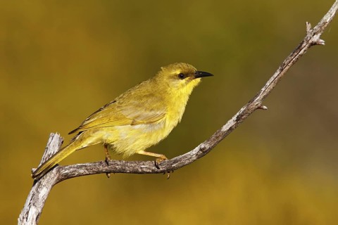 Yellow Honeyeater (Stomiopera flava), Queensland, Australia