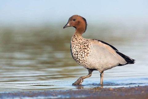 Maned Duck (Chenonetta jubata) male, Victoria, Australia