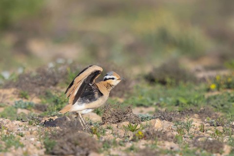 Cream-colored Courser (Cursorius cursor) perched on the ground, Fuerteventura, Spain