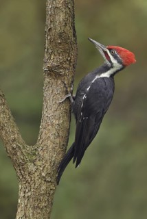 Pileated Woodpecker (Dryocopus pileatus), British Columbia, Canada