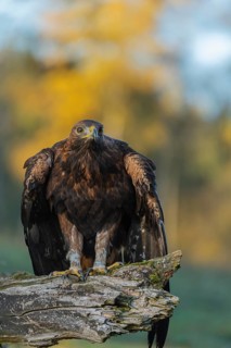 One golden eagle (Aquila chrysaetos) sitting on a broken and rotting log with fall foliage in the