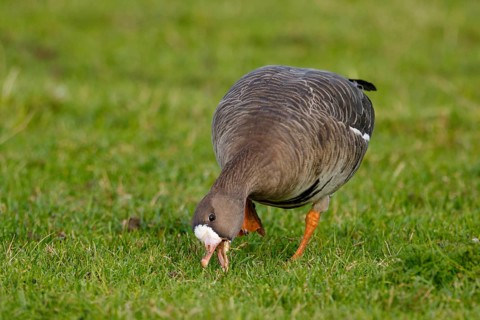 Greater White-fronted Goose (Anser albifrons) foraging, North Rhine-Westphalia, Germany