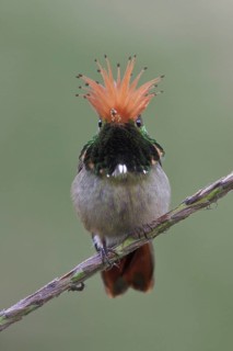 Rufous-crested Coquette (Lophornis delattrei), Manu National Park, Peru