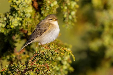 Willow warbler, (Phylloscopus trochilus), animals, birds, songbirds, Varanger, Finnmark, Norway