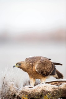 Bonelli's Eagle (Aquila fasciata) juvenile, Castile-La Mancha, Spain