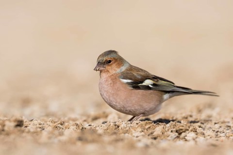 Chaffinch - Buchfink - Fringilla coelebs ssp. coelebs, Spain, male