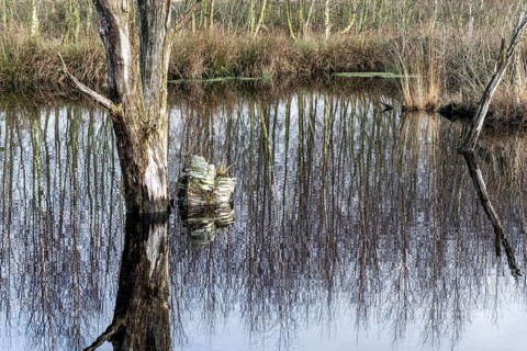 Moorland, Bargerveen, Drenthe, Netherlands