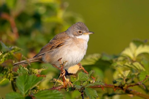 Whitethroat, common whitethroat (Sylvia communis), Fauvette grisette, Curruca Zarcera, songbird,
