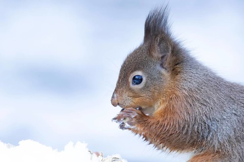 Red squirrel (Sciurus vulgaris) adult animal eating a nut in snow in winter, England, United