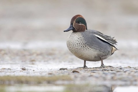 Eurasian Teal (Anas crecca) male, Norkolk, United Kingdom