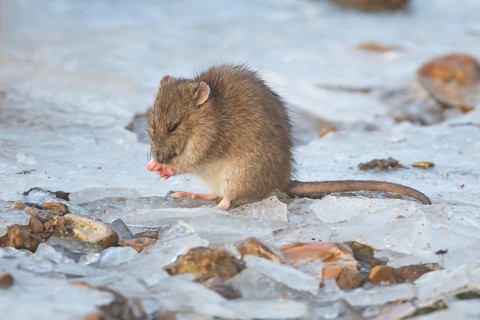 Brown rat (Rattus norvegicus) adult rodent animal washing its face on ice of a frozen lake in