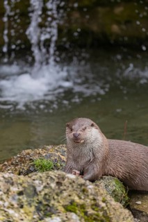 One Eurasian otter (Lutra lutra), sitting on a rock and feeding on a fisch. A little cascade in the