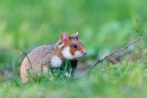 Field hamster, (Cricetus cricetus), animals, mammals, hamster, rodent, subfamily of hamsters,