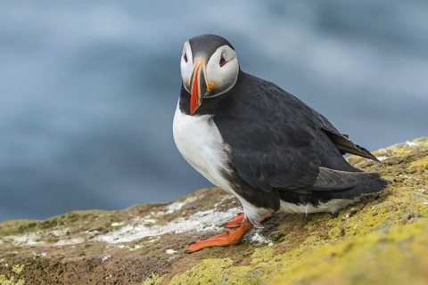 Atlantic Puffin (Fratercula arctica) on cliff, Iceland