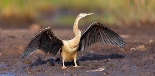 African darter (Anhinga rufa), Marakissa River Camp / Canoe tri, Marakissa, South Bank, Gambia