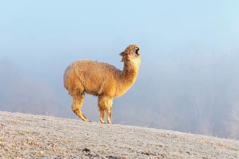 Alpaca (Vicugna pacos), white animal, adult animal, female animal, standing, frost-covered meadow,
