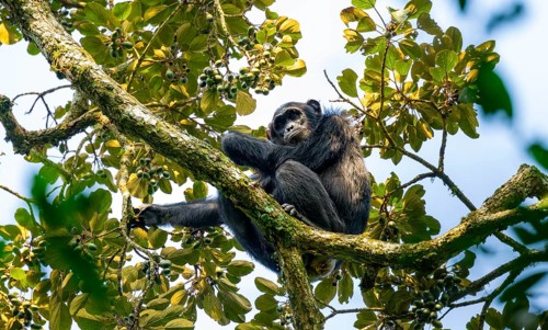 Chimpanzee (Pan Troglodytes), adult male in a tree, eating fruit, Murchison Falls National Park,