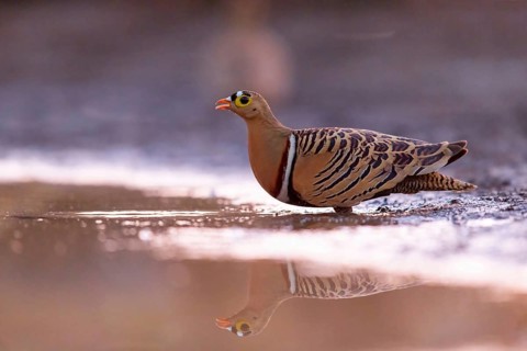 Bush flying fowl, (Pterocles quadricintus), three-banded flying fowl, three-banded flying fowl,