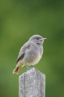 Black Redstart (Phoenicurus ochruros) juvenile, Thuringia, Germany