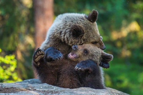 Eurasian Brown Bear (Ursus arctos) two fighting in forest, Finland