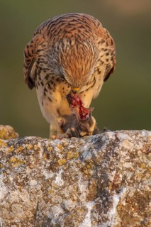 Lesser Kestrel (Falco naumanni), female eating a mouse, Castile-La Mancha, Spain