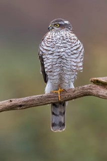 Eurasian Sparrowhawk (Accipiter nisus) female perched on a branch, Saxony-Anhalt, Germany