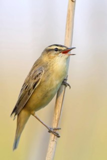 Reed Warbler, (Acrocephalus schoenobaenus) Animals, Birds, Songbirds, Reed Warbler family, Lake