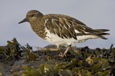 Black Turnstone (Arenaria melanocephala), British Columbia, Canada