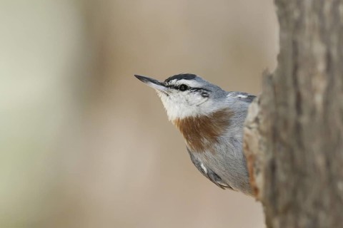 Krüper's Nuthatch (Sitta krueperi), Ankara, Turkey