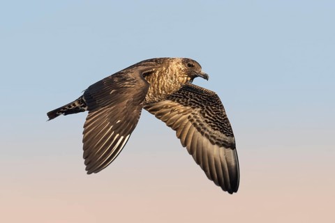 Pomarine Skua (Stercorarius pomarinus) juvenile flying, Eilat, Israel