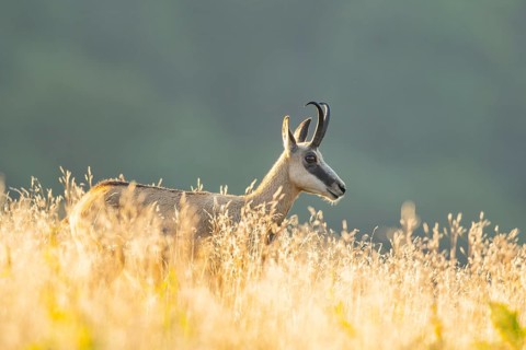 Chamois (Rupicapra rupicapra) on a meadow in the morning sun in the Vosges Mountains, wildlife,