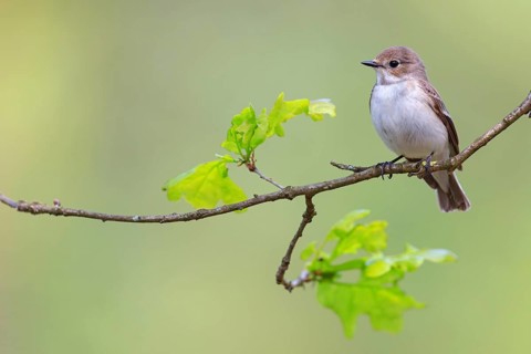 Animals, birds, songbirds, pied flycatcher, (Ficedula hypoleuca), biotope, habitat, perch,