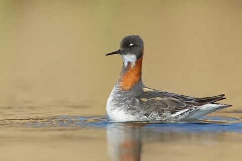 Red-necked Phalarope (Phalaropus lobatus) female, Myvatn, Iceland