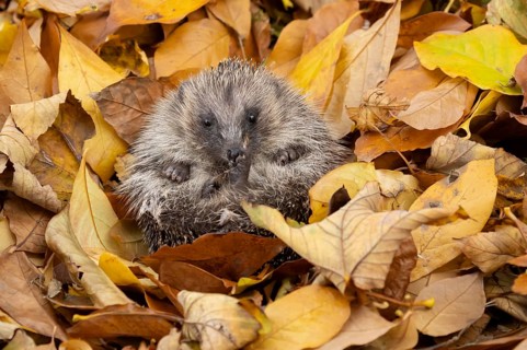 European hedgehog (Erinaceus europaeus) adult animal on fallen autumn leaves, England, United