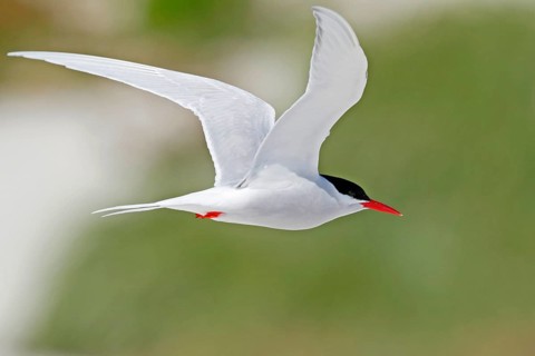 Antarctic Tern (Sterna vittata bethunei) flying, Antarctica
