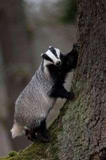 European badger (Meles meles), Bitburg, Rhineland-Palatinate, Germany
