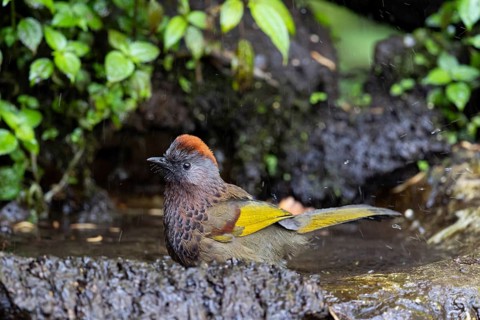 Assam Laughingthrush (Trochalopteron chrysopterum woodi) bathing at a waterhole, Yunnan, China