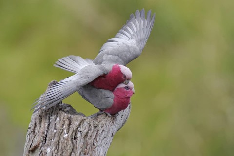 Galah (Eolophus roseicapilla) pair mating, Victoria, Australia