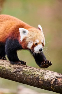 Red panda (Ailurus fulgens) walking on a branch, Germany