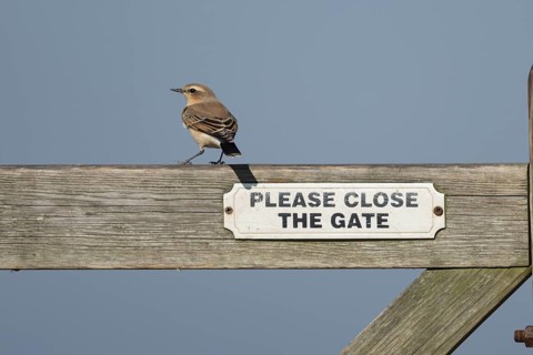 Wheatear (Oenanthe oenanthe) adult female bird on a wooden gate, RSPB Frampton marsh nature