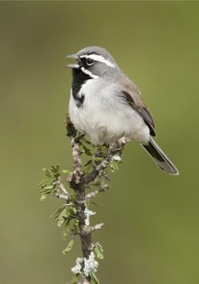 Black-throated Sparrow (Amphispiza bilineata) singing, Texas, USA
