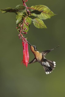 Purple-throated Mountaingem (Lampornis calolaemus) female flying while feeding at a flower, Bosque